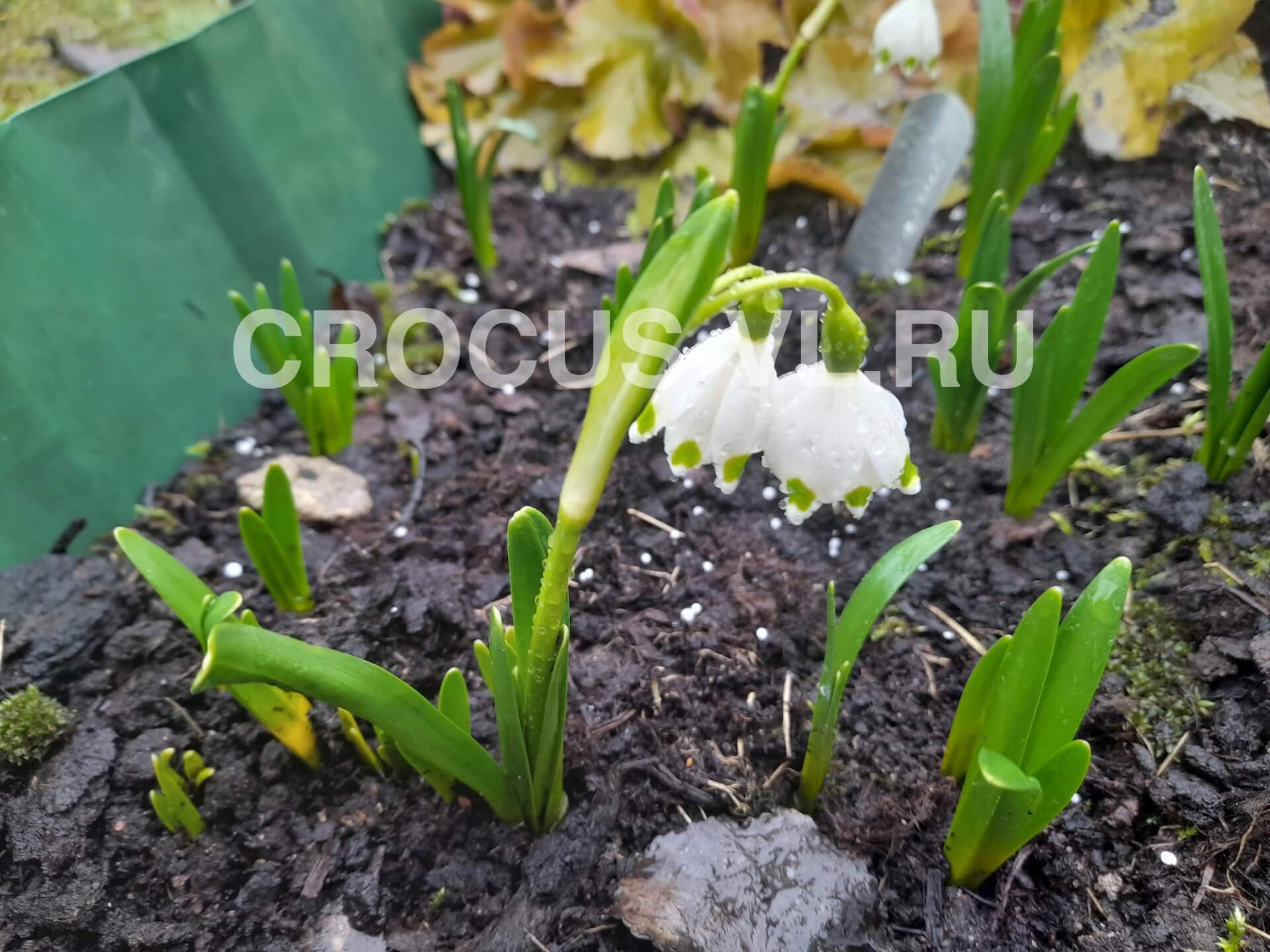 Белоцветник весенний